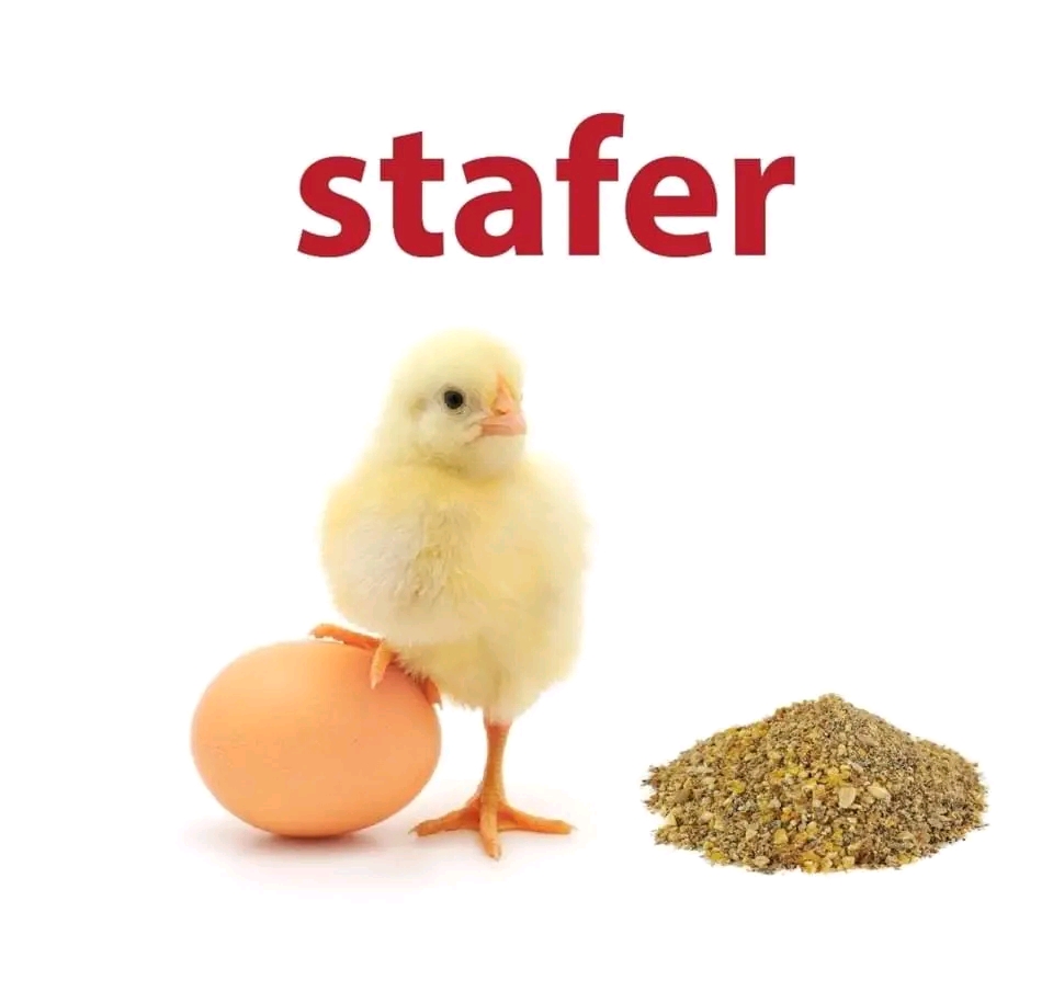 Stafer